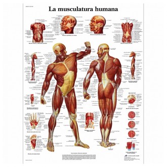 Lámina de la musculatura...