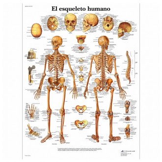 Lámina Esqueleto Humano (50...