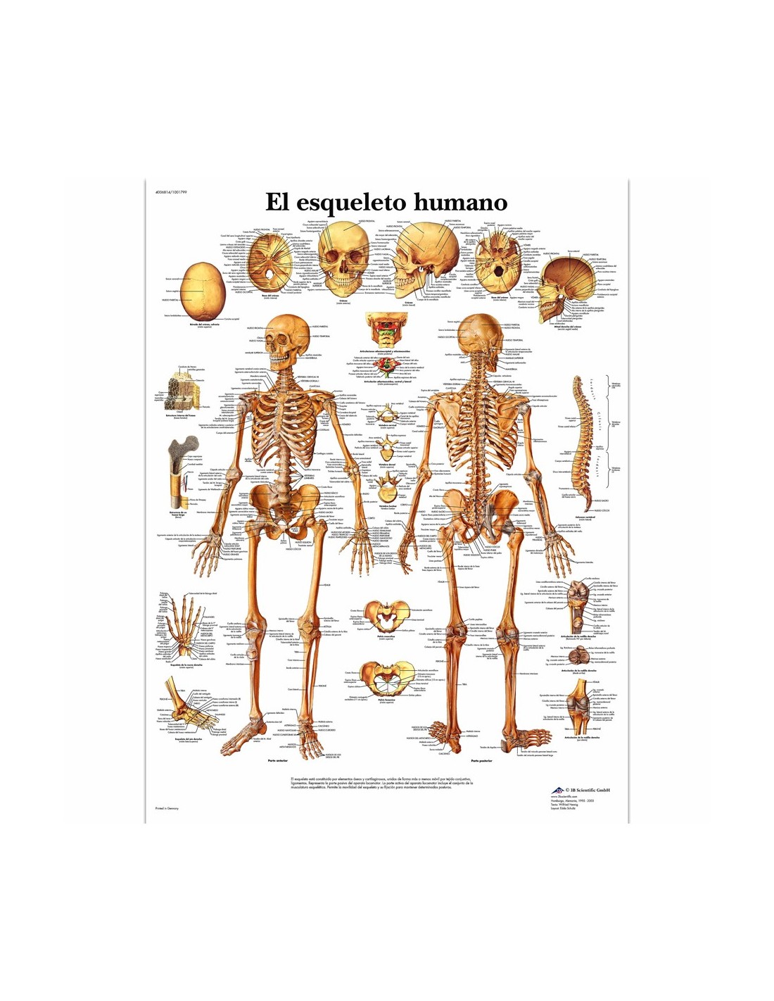 Lámina Esqueleto Humano (50 x 67 cm.)