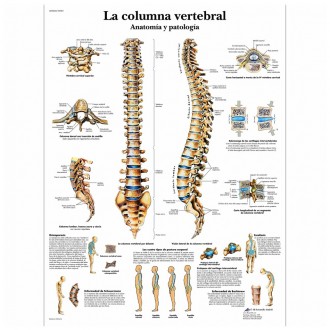 Lámina Columna Vertebral...