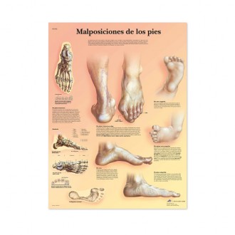 Lámina Anatómica...