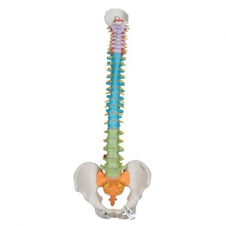 Columna didáctica flexible...