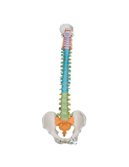 Columna didáctica flexible (5 secciones por color)