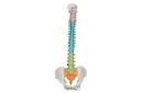 Columna didáctica flexible (5 secciones por color)