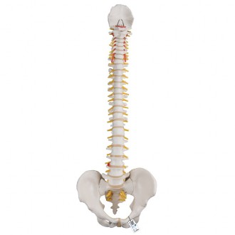 Columna flexible - Versión...