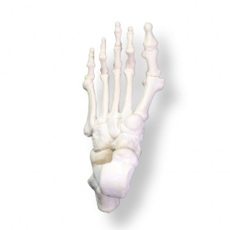 Pie completo esqueleto...