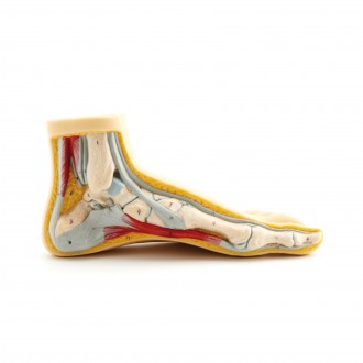 PIES PARA CONSULTA Pie Normal